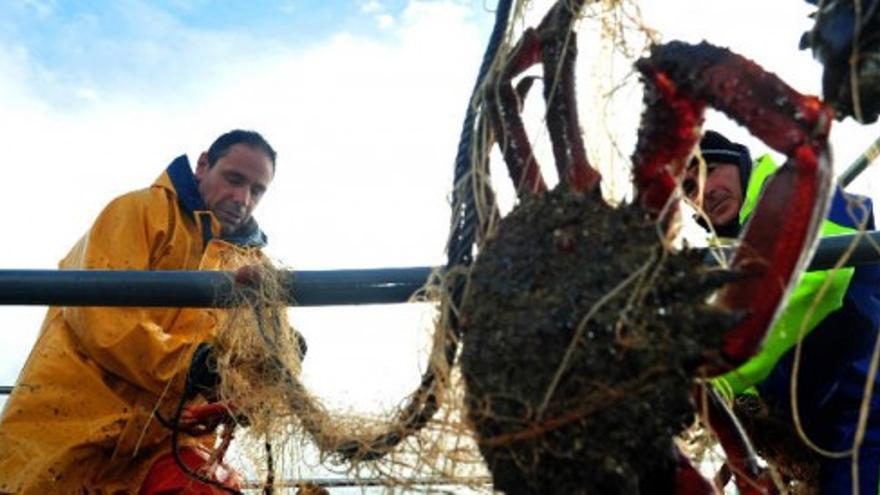 Primer mes de pesca de centollo en Arousa