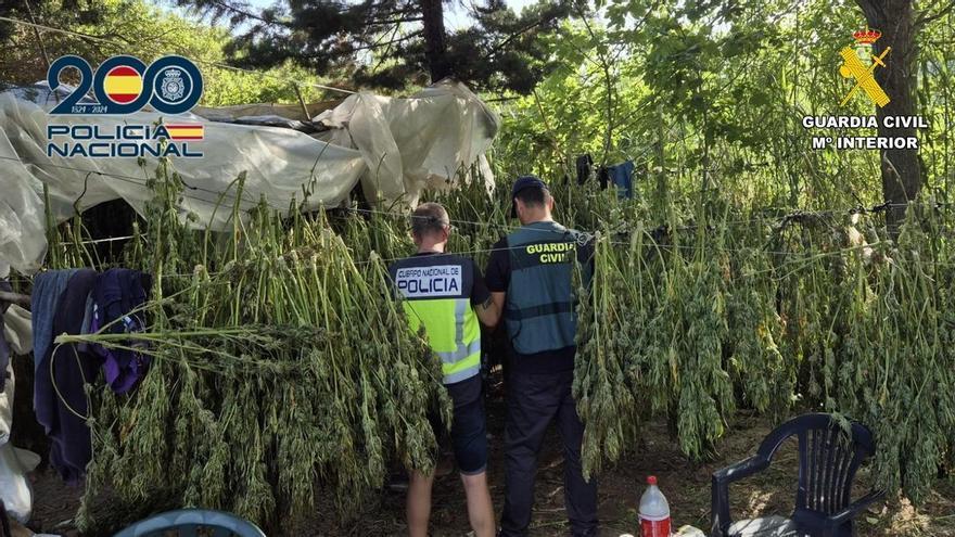 Desmantelan en Enguera una plantación con 2.440 plantas marihuana y detienen a dos hombres