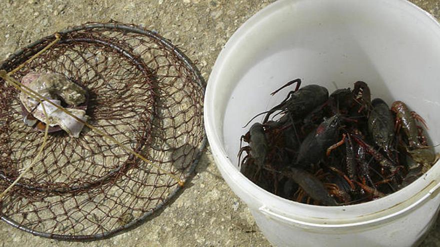 Abundantes capturas el primer día de pesca del cangrejo señal - La Opinión  de Zamora