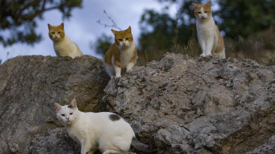 Vila-real creará una macrocolonia de gatos para controlar su población