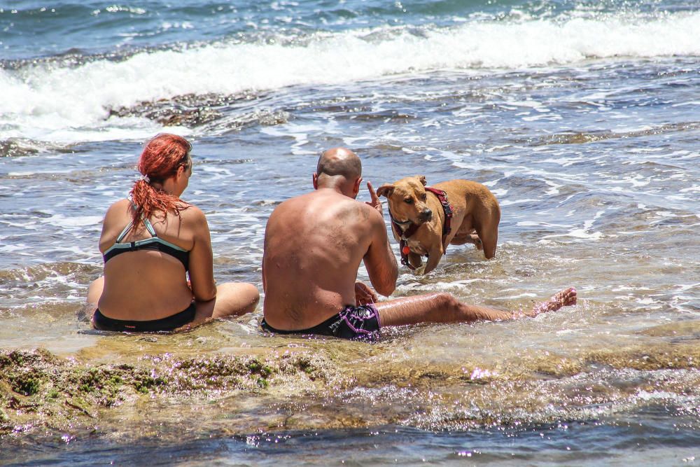 Los bañistas están acudiendo con perros a Punta Margalla y Cala del Moro, las dos playas autorizadas para perros, sin que el Ayuntamiento las haya señalizado todavía.