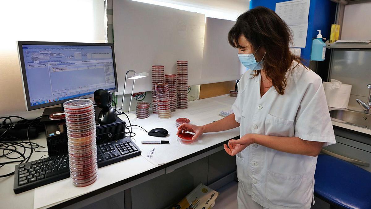 Susana Ramón, en el laboratorio de Can Misses con varias placas de petri.