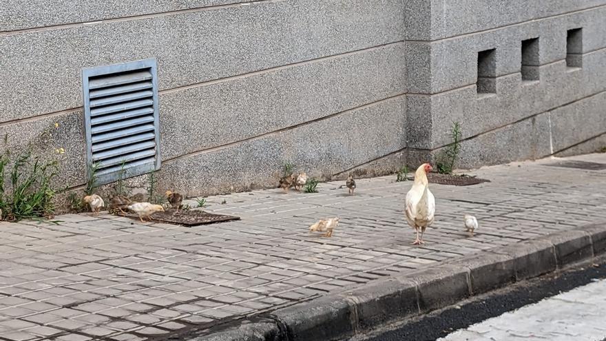 Ocho barrios con colonias &quot;descontroladas&quot; de gallos y gallinas en Las Palmas de Gran Canaria