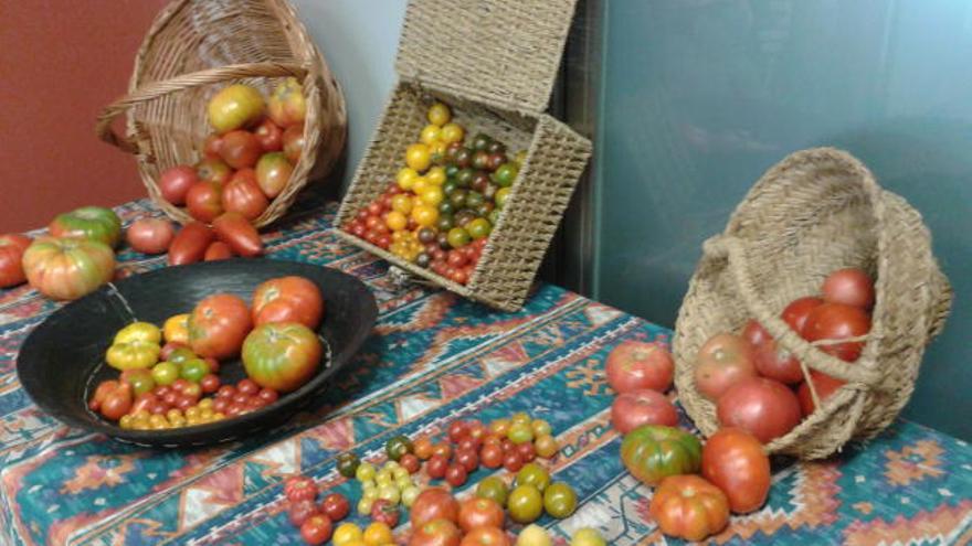 Algunos de los tomates empleados en la cata.