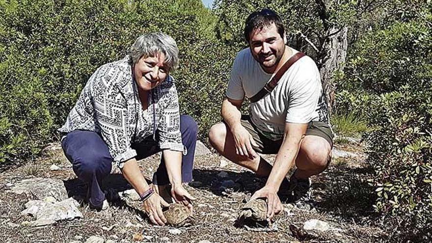 Suelta de tortugas en la finca pública de Galatzó