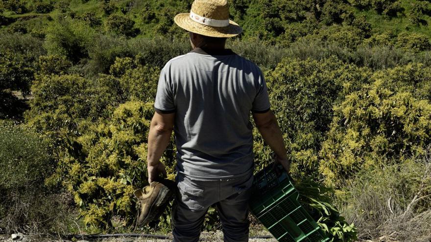 El campo sufre en Málaga el exceso de malas hierbas tras las borrascas de marzo