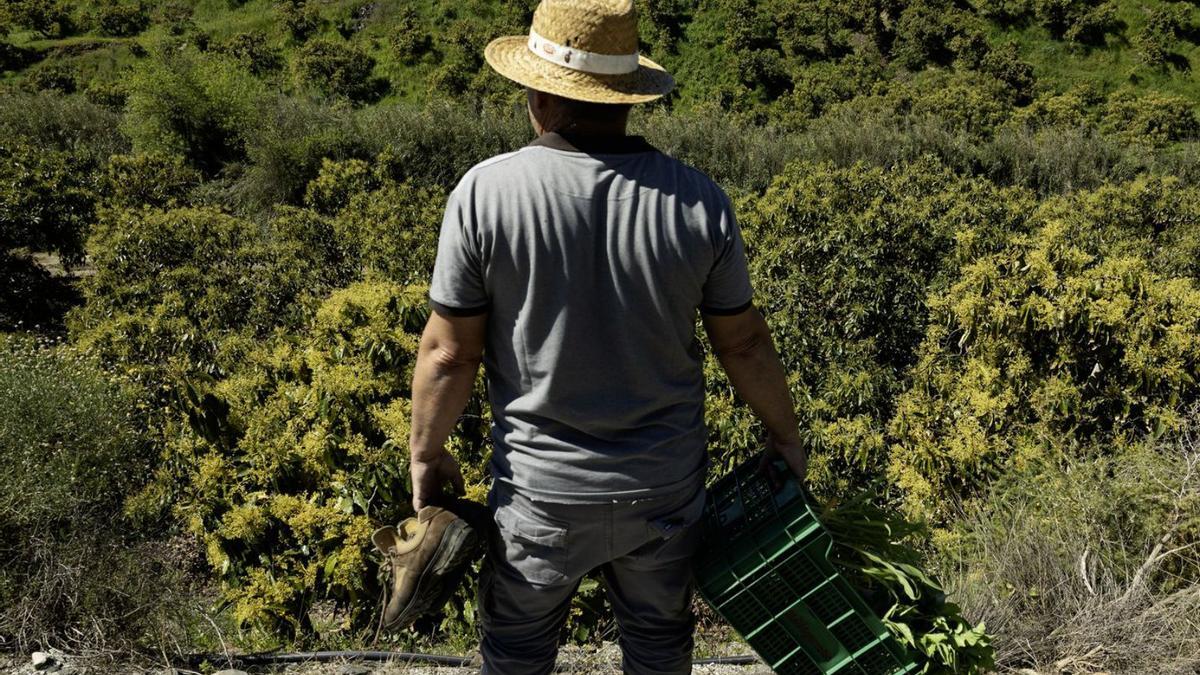 Un productor de subtropicales observa el estado en el que ha quedado su finca tras estas intensas lluvias.