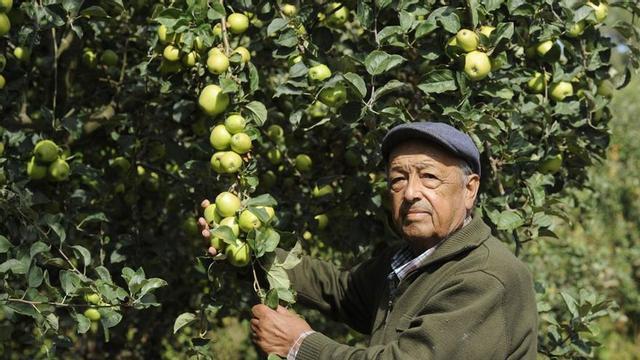 López Pampín en una de sus plantaciones de manzana. |  Bernabé/ Javier Lalín