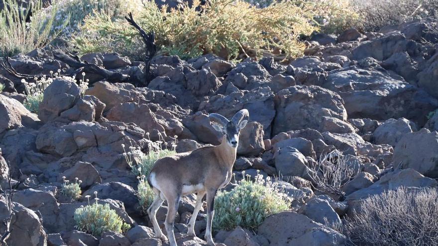 Teide National Park Mouflon Cull Faces Backlash Over Hunting Allocation System