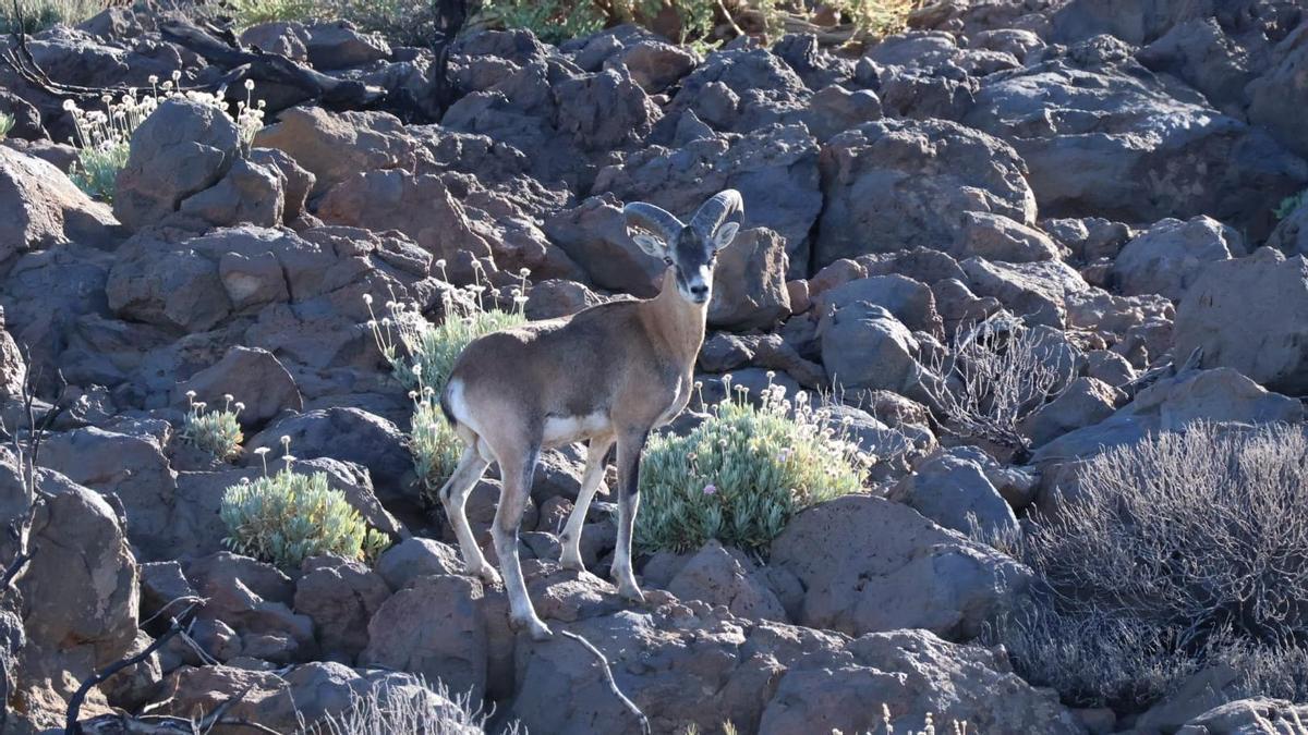 Un ejemplar de muflón en el Parque de la Corona Forestal de Tenerife.