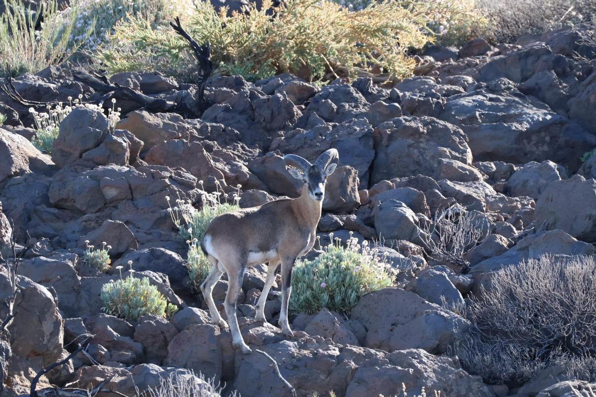 Un ejemplar de muflón en el Parque de la Corona Forestal de Tenerife.