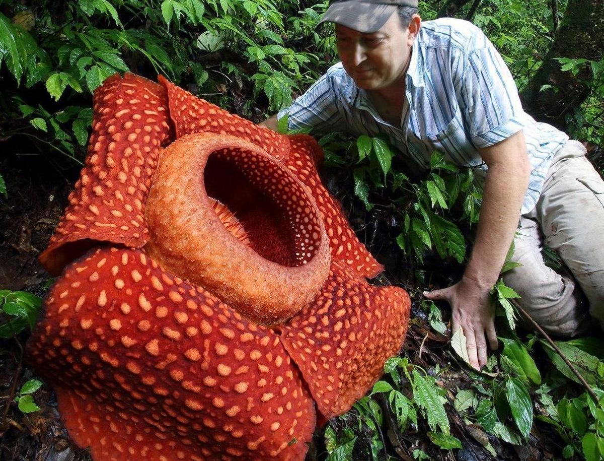 La flor emite un fuerte olor