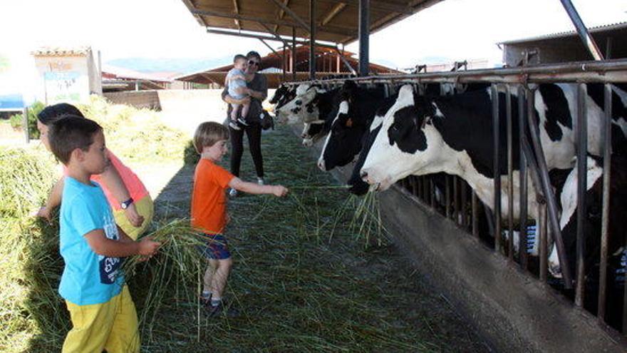 Mainada alimentant unes vaques.