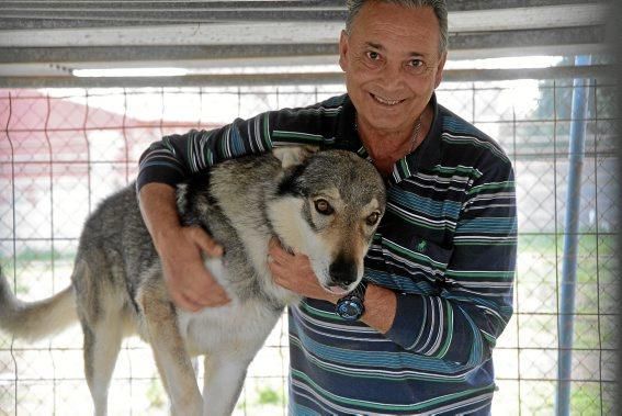 Guillermo Novoa züchtet in Inca im Inselinnern von Mallorca Iberische Wolfshunde. Es ist eine Rasse, die es zuvor nicht gab. Seine Hündin hat gerade zehn Welpen geworfen.