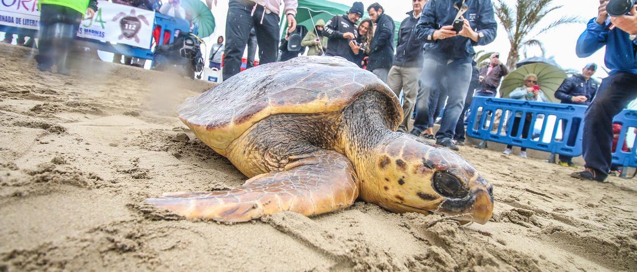 Ejemplar de tortuga boba en la playa de La Mata de Torrevieja, en 2015.