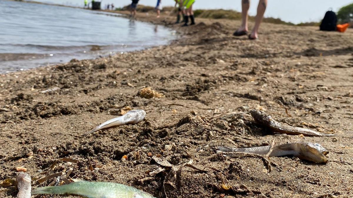 Hallan cientos de peces muertos en playas del Mar Menor