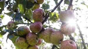 El canvi climàtic avança un mes la recollida de fruita dolça