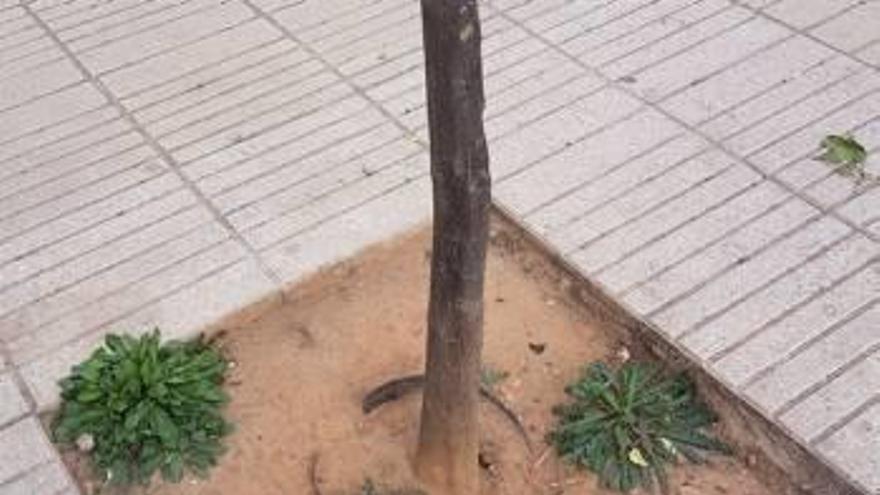 Decenas de árboles urbanos se plantaron        en Alzira sin quitar la maceta