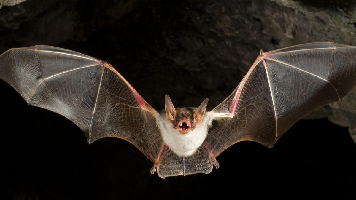 Murciélago ratonero grande, considerado vulnerable en el Catálogo Español de Especies Amenazadas.º