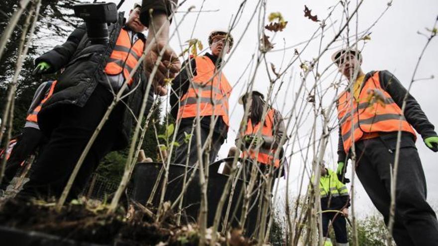 Los escolares de Oviedo plantan árboles en los terrenos de canteras Cárcaba