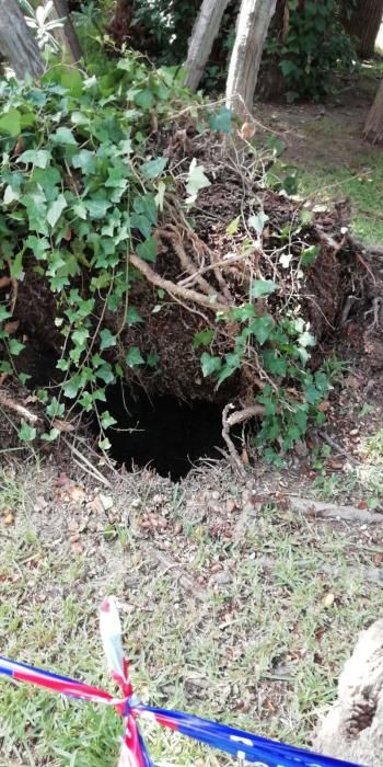 Cae "La Centinela", la palmera más alta de Elche