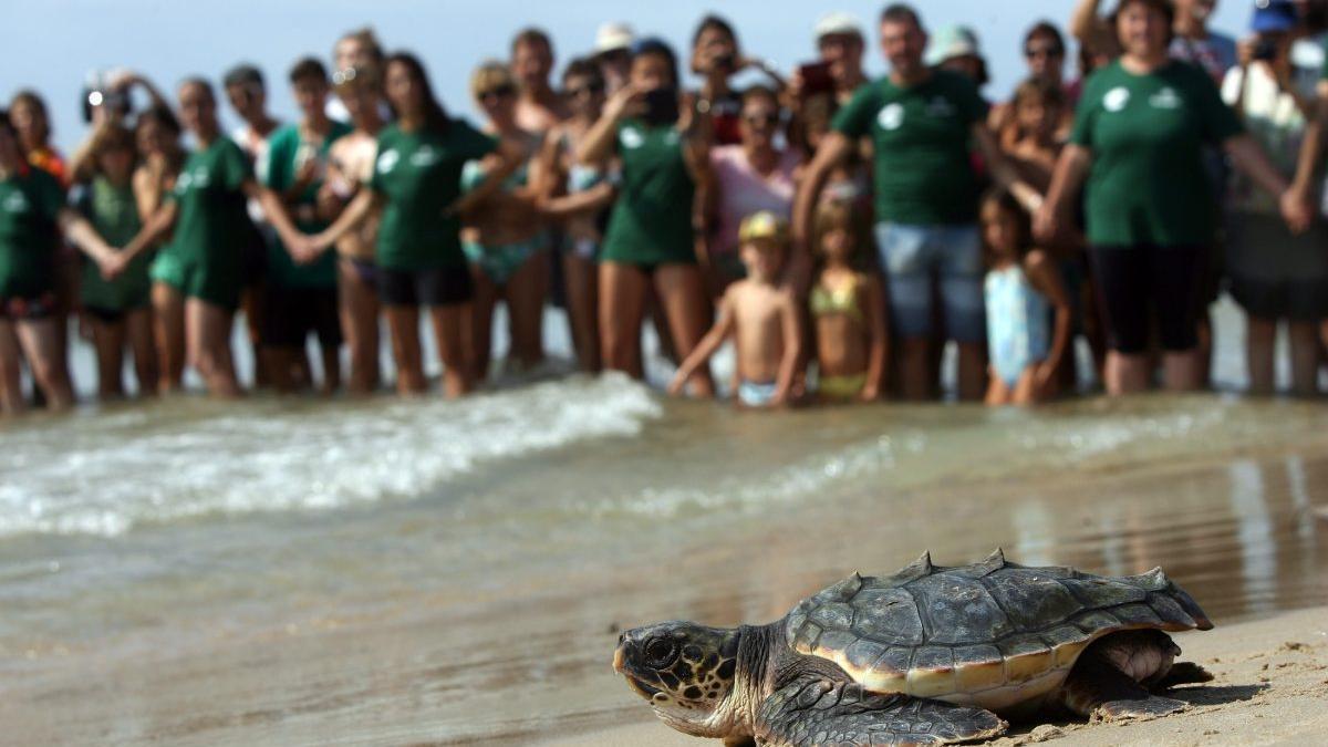 Liberación de tortugas marinas
