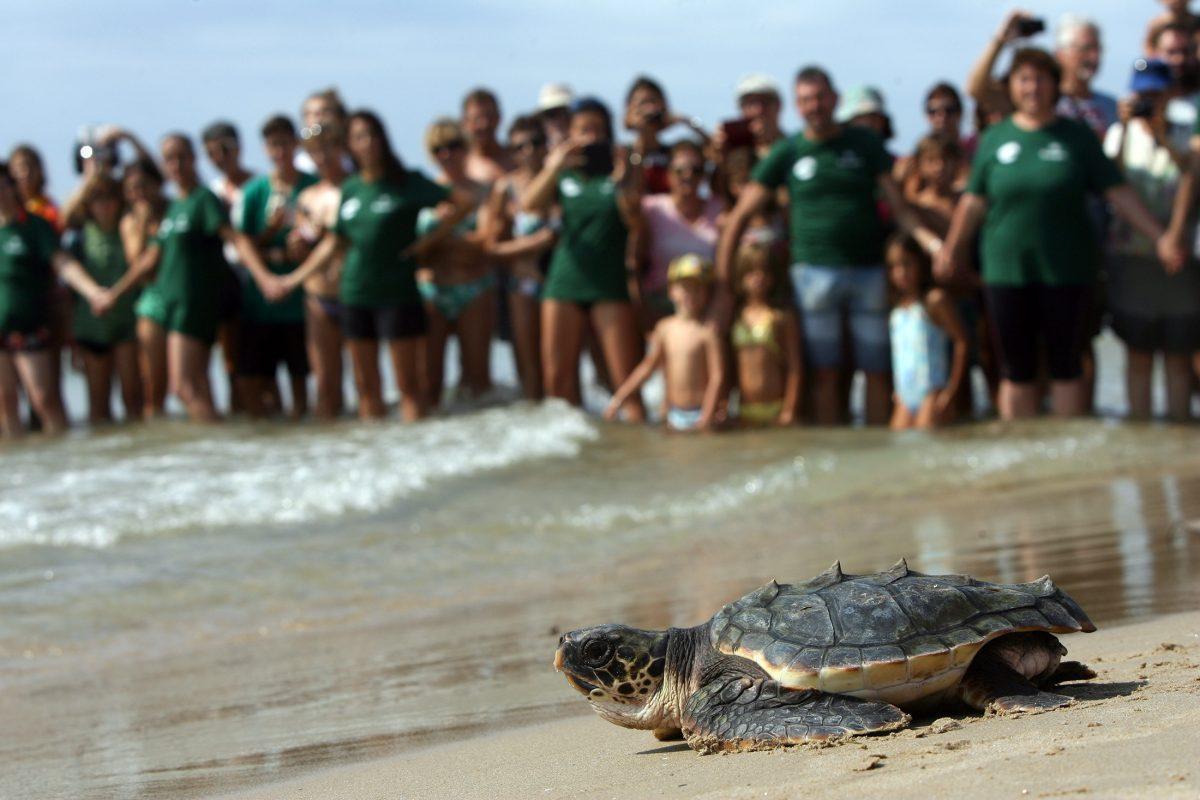 Liberación de tortugas marinas