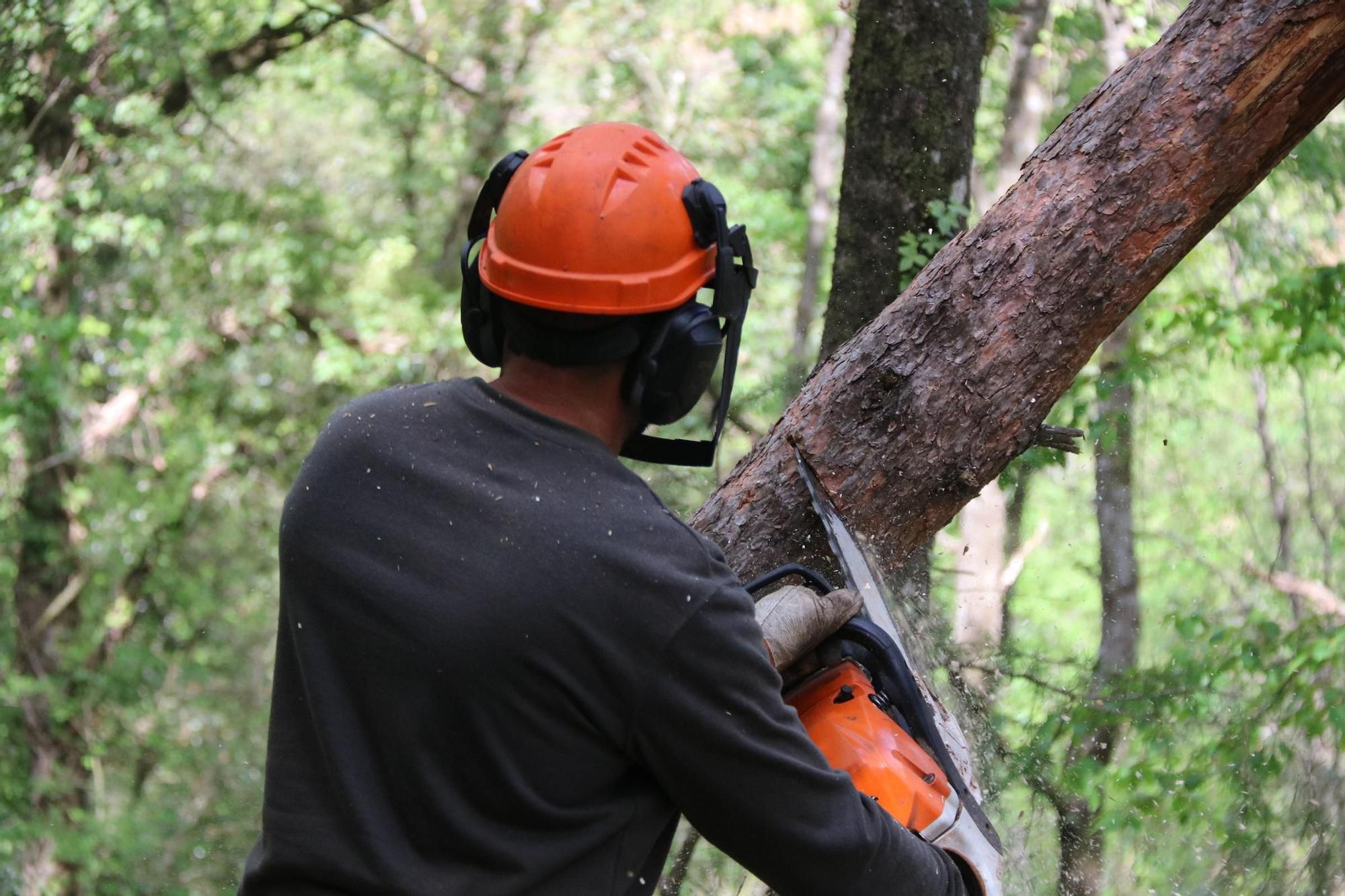 Engeguen una iniciativa pionera a la Vall de Bianya de gestió de boscos per tal d'adaptar-los al canvi climàtic