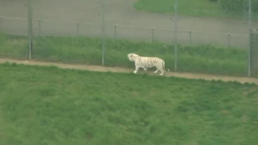 Un tigre mata a una cuidadora en un zoológico de Inglaterra