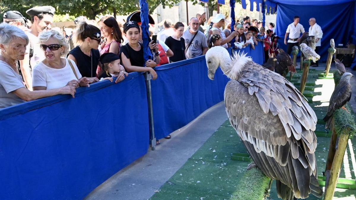 Exhibición de aves en la Festa Corsaria de Marín. |   // R.V.