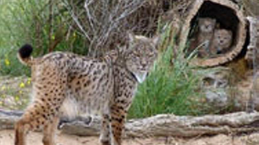 El segundo centro español de cría de lince ibérico se sitúa en una finca cacereña