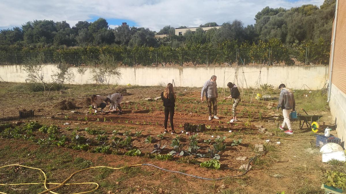 Els alumnes realitzen la plantació de diverses verdures i hortalisses.