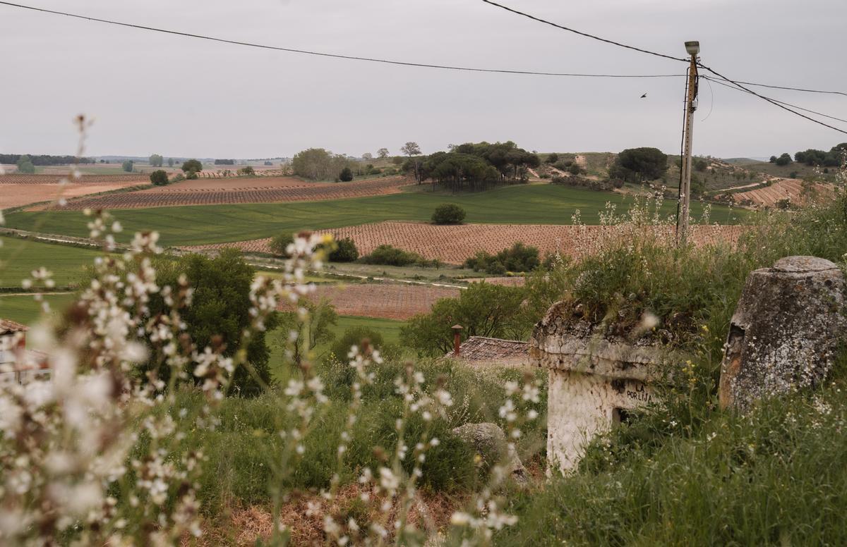 La zona de bodegas particulares de Anguix, con los viñedos al fondo.