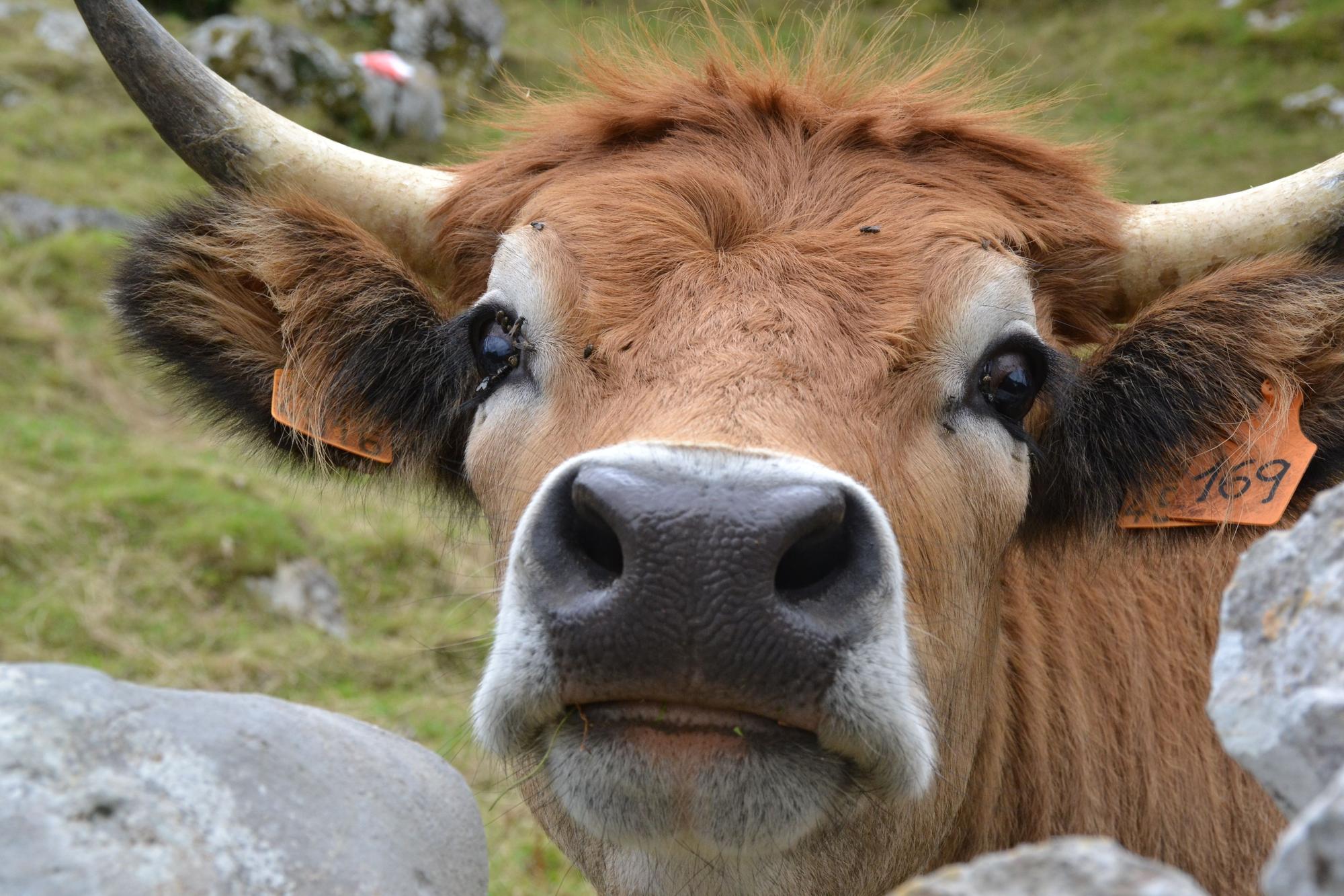 De ruta por Porrúa: siete kilómetros de  postal de la Asturias rural