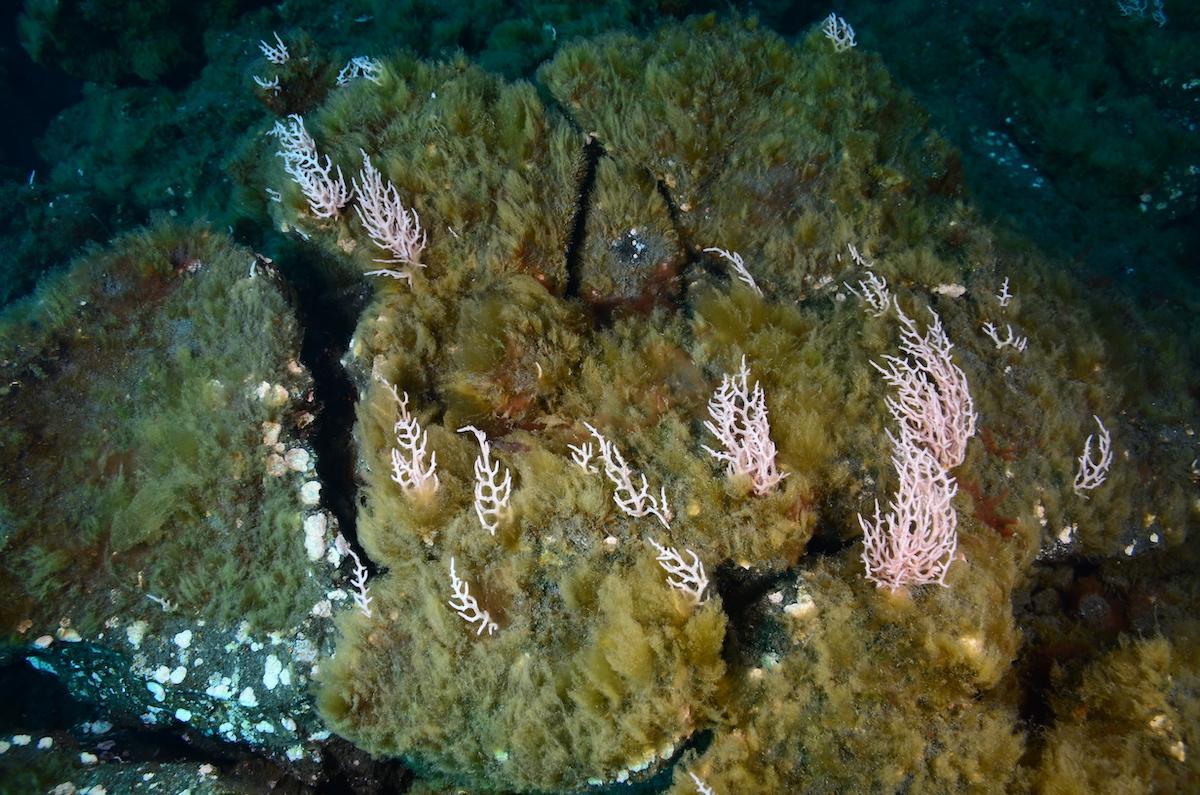 Comunidades de macroalgas primocolonizadoras en los deltas lávicos submarinos