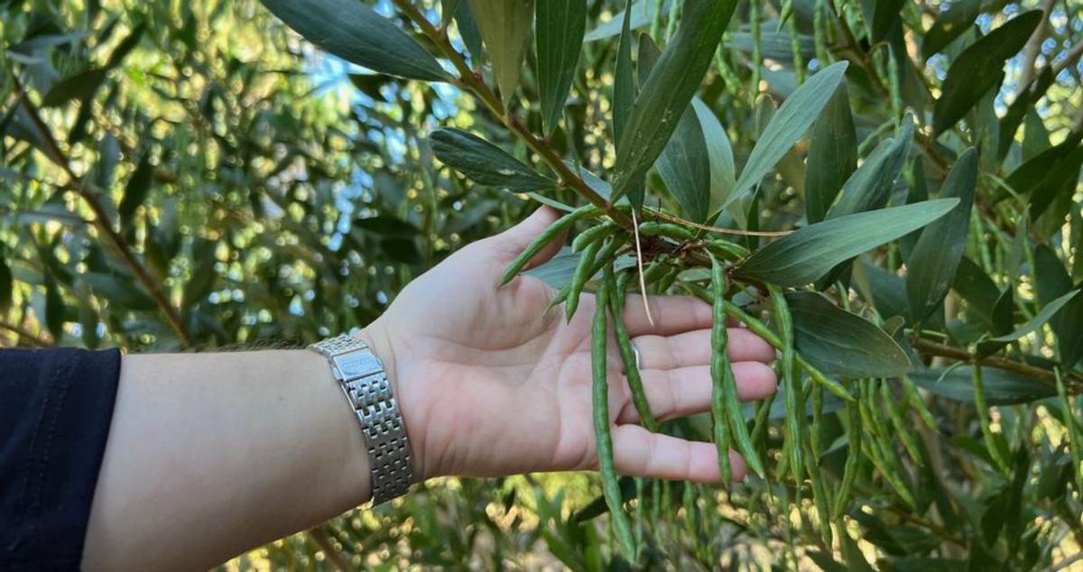 Semillas de acacia en los ejemplares de Nerga-Barra-Viñó. | G.N.