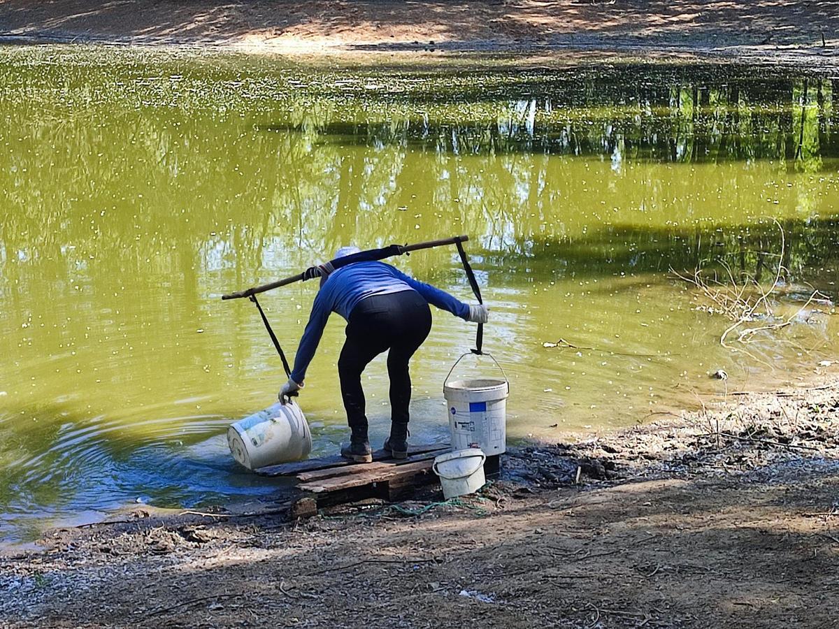 Una dona, repetint l’anada i tornada a una bassa mig seca, amb dos cubells que va omplint d’aigua.