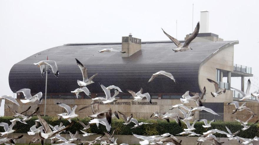Detectado un nuevo foco de gripe aviar en una gaviota localizada en Sanxenxo