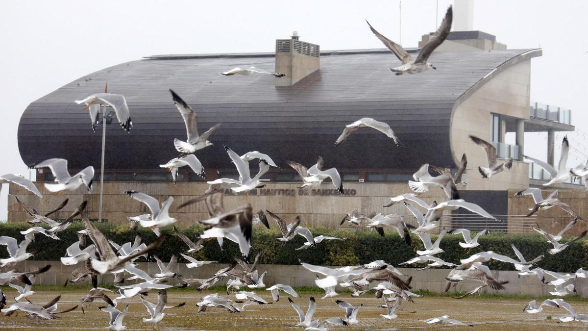Bandada de gaviotas en el municipio de Sanxenxo.