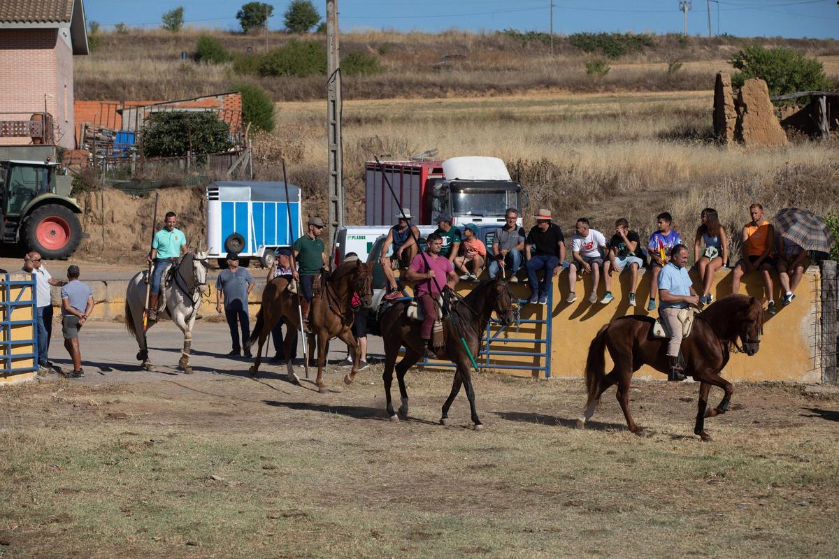 GALERÍA | Venialbo vibra con el encierro mixto de sus fiestas GALERÍA | Venialbo vibra con el encierro mixto de sus fiestas