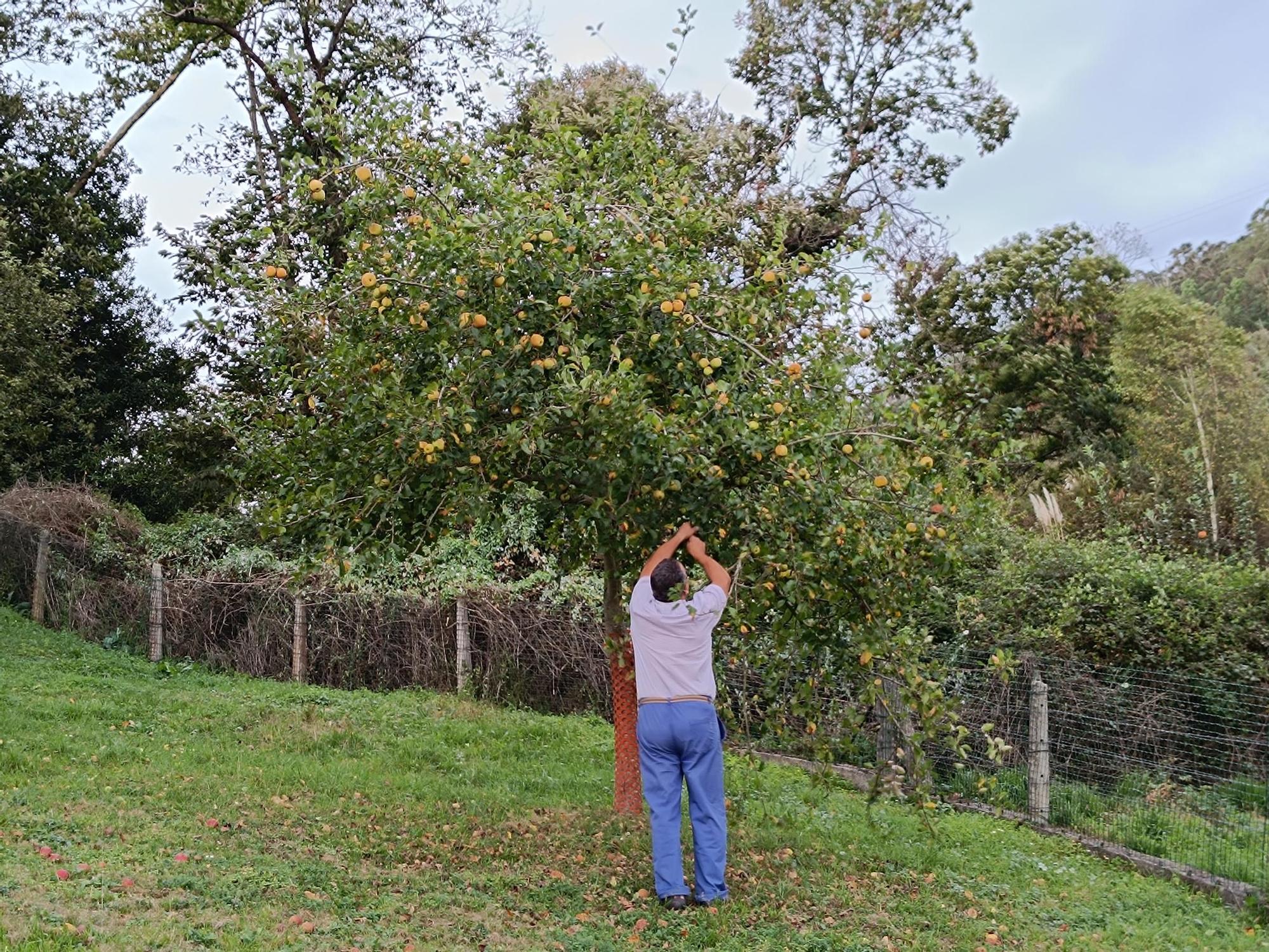 Las pomaradas de Muñó, el tesoro de Asturias