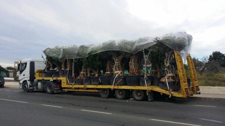 Camión cargado de olivos fotografiado esta semana cerca de Can Sifre.