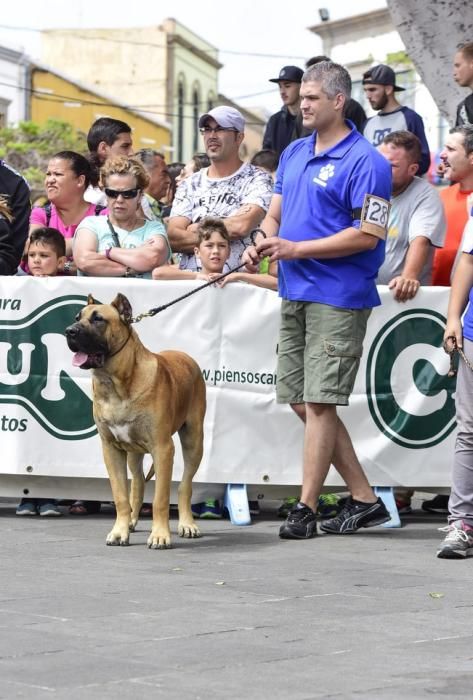 Celebración del I Certamen Nacional de perro ...