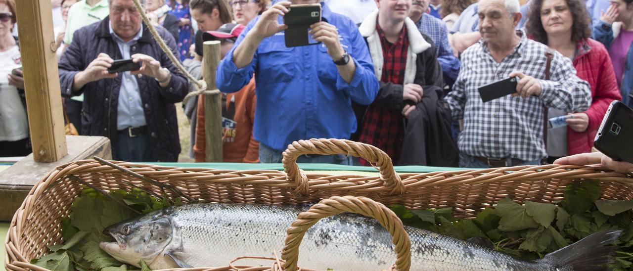 Público haciendo fotos al campanu, en la feria de Cornellana, en Salas, en 2019. | Carolina Díaz