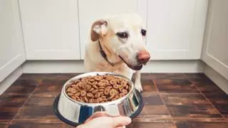 Teresa Meneses, adiestradora canina: «La alimentación idónea para los perros no es solo pienso, por muy bueno que sea»