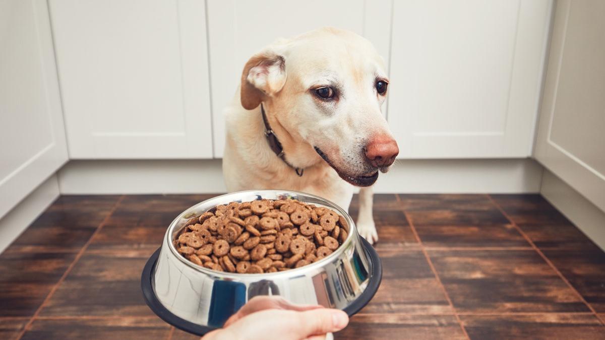 Alimentación idónea para perros.