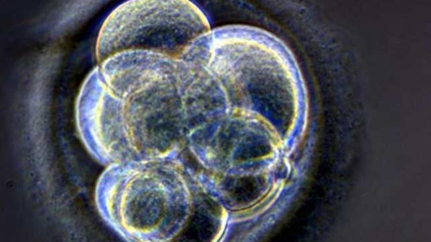 Un embrión humano.