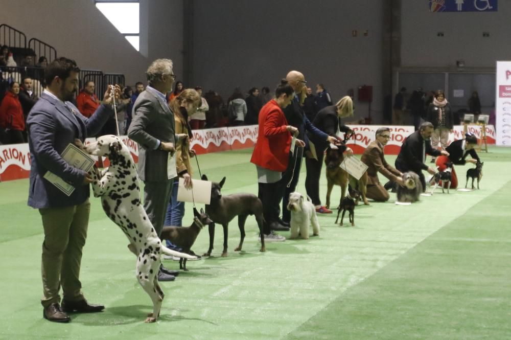 La Exposición Canina de Vigo cierra una nueva edición con grandes resultados.