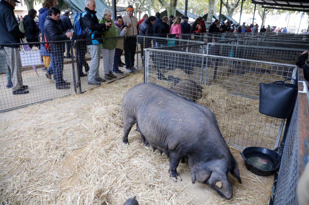 Regnerische Eindrücke von Mallorcas größtem Herbstmarkt