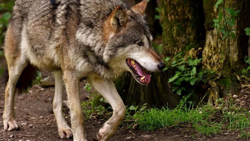 Un lobo en una imagen de archivo.